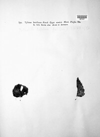 Atopospora betulina image